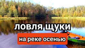 ОСЕННИЕ ЖЕРЛИЦЫ НА РЕКЕ ШИРОКАЯ