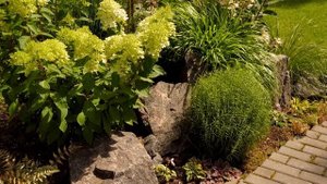 Прогулка по саду в Ленобласти хосты, розы, гортензии, хвойные