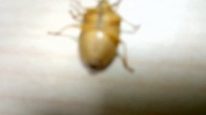 Танец клопа