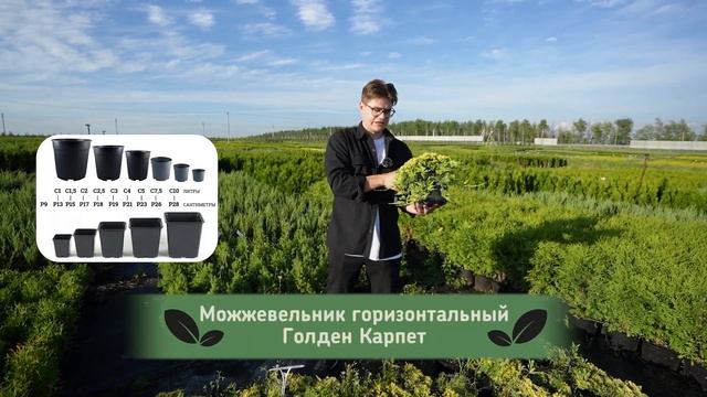 10 самых неубиваемых растений для озеленения и благоустройства