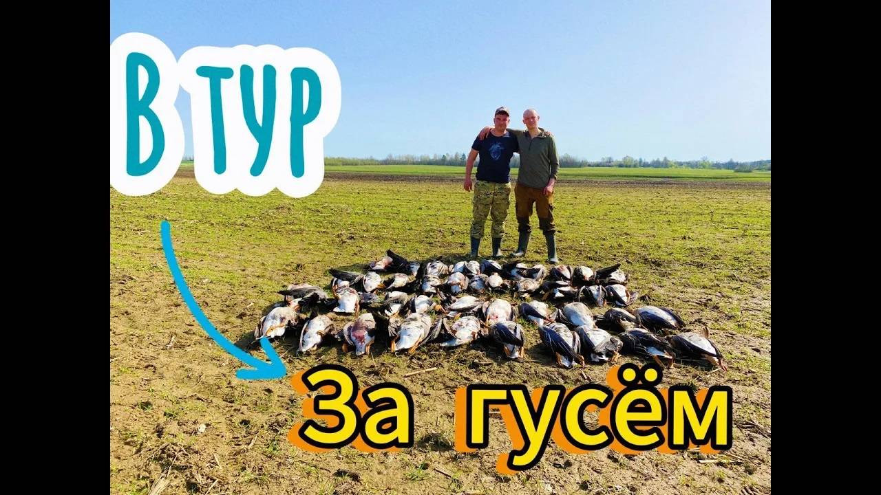 Котлы из 1000 гусей не давали скучать. Охота на гуся 2024. Охота в Беларуси 10.04.2024 смотреть онлайн