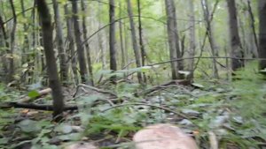 Как нужно собирать ГРИБЫ