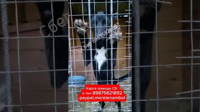 Помните этих малышей? Они живы-здоровы и ищут родителей ❤️