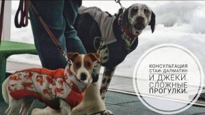 Догтренинг 735. Консультация стаи: далматин и джеки. Сложные прогулки.