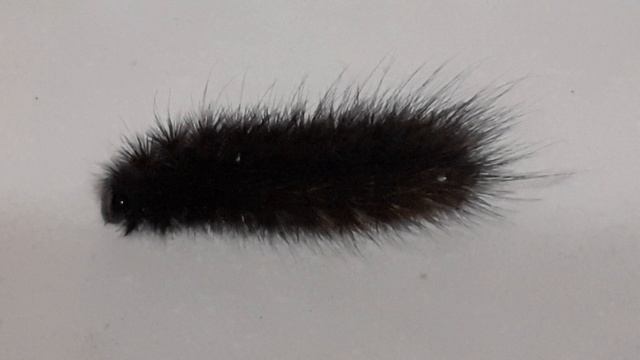 Гусеница медведицы бурой, или толстянки бурой (Phragmatobia fuliginosa)