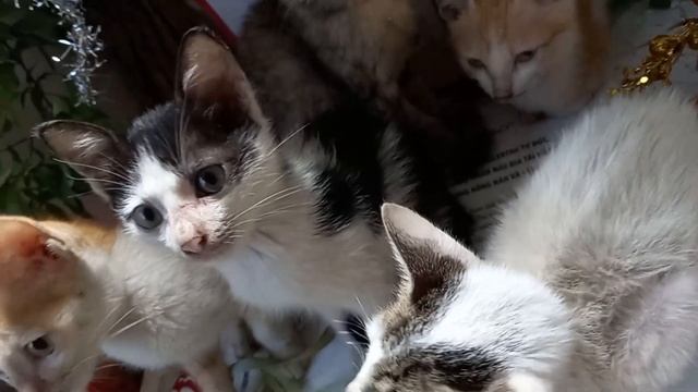 Когда родители на свадьбе сказали, что дарят мне квартиру, свекровь Регина Марковна сразу решила смотреть онлайн