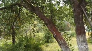 В продаже земельный участок под личное подсобное хозяйство.В Нижегородской области, Борский район.