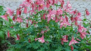 💥Сад "БОМБА"! 10 САМЫХ цветущих многолетников!