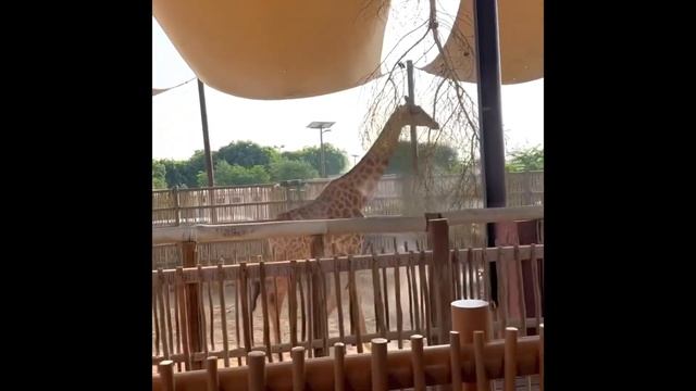 Travel Vlog - Dubai Safari Park | Dubai Life Style смотреть онлайн