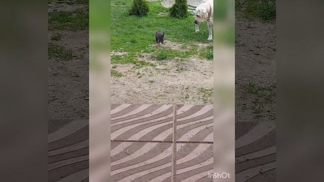 Лабрадор
Котенок
Знакомство смотреть онлайн