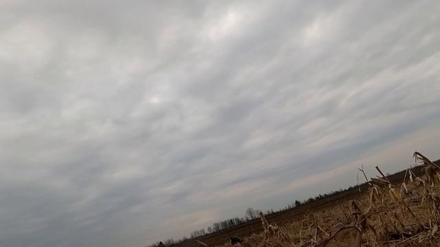 Охота на гуся 2021. Охота на гуся в Беларуси. 11.04.21. Goose hunting. смотреть онлайн