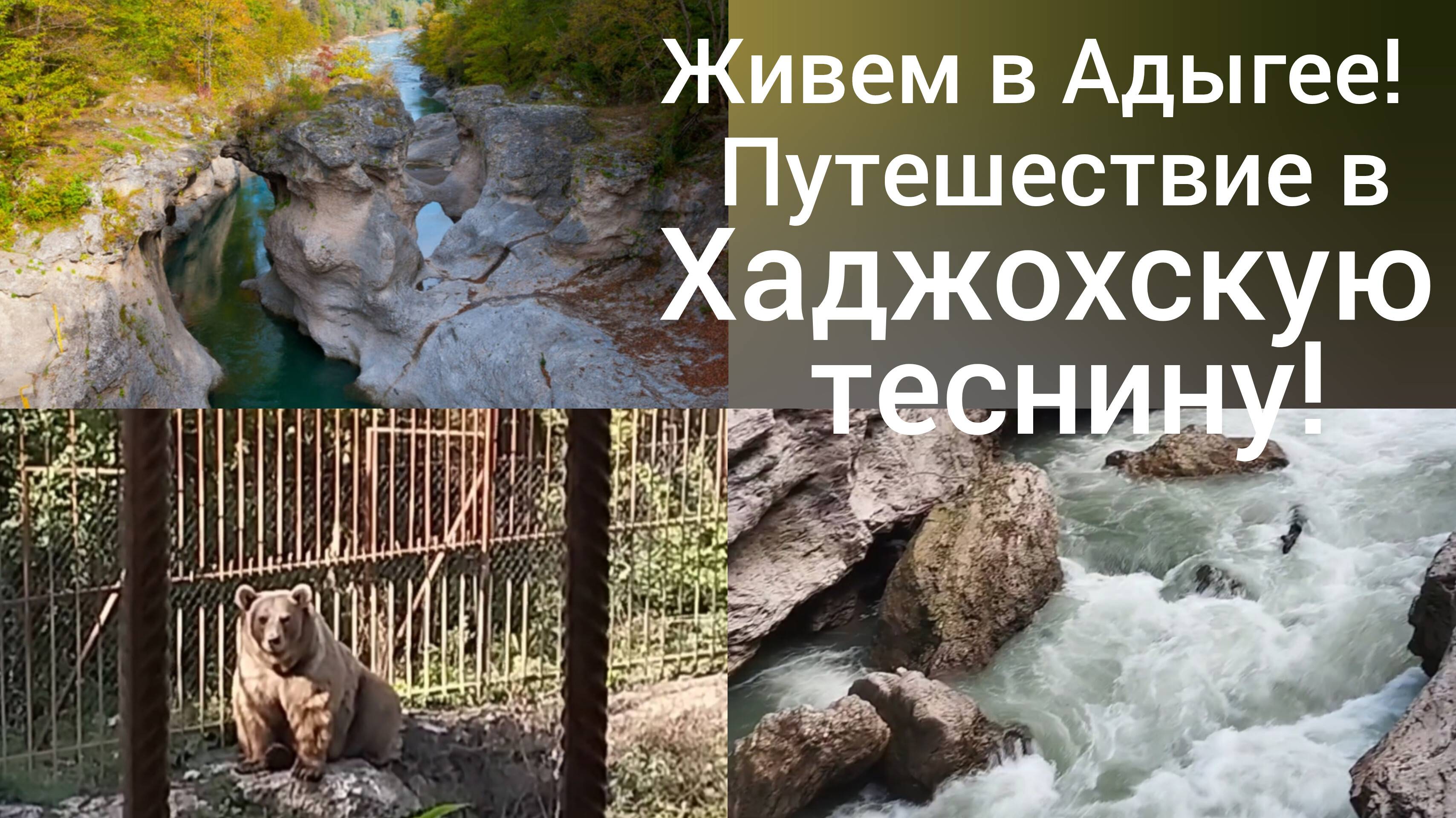 Переехали в Адыгею/Путешествие в Хаджохскую теснину в конце октября/Медведи в клетке/