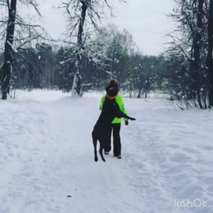 кане-корсо ловим палку