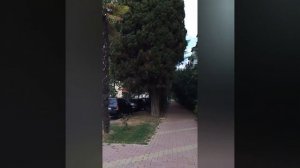 отдых в курортном поселке Хоста,поездка в отпуск в Сочи 2024 год