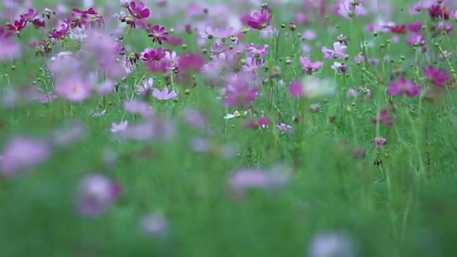 Энергетическая составляющая просветления [Адьяшанти]