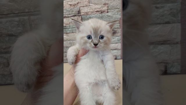 Продажа котят. #курган #продажакотят #купить #питомцы