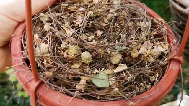 ЦЕРОПЕГИЯ. Восстановление вариегатного сорта. Грунт полюбившийся церопегии.