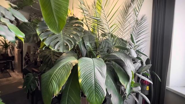 ОБЗОР РАСТЕНИЙ – комната – коридор – кухня смотреть онлайн