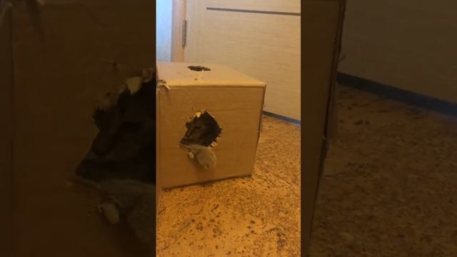 Недвижимость и борьба за нее в жизни котов смотреть онлайн