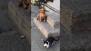 Бездомные Кошки спасают людей.