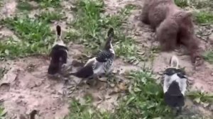 Главный селезень🦆😂 ( видео про собак )