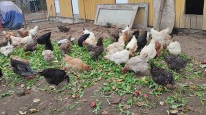 Рыжий кот Фокс 🐱 Совет для улучшения яйценоскости у кур 🐔 на осенне-зимний период 🤔