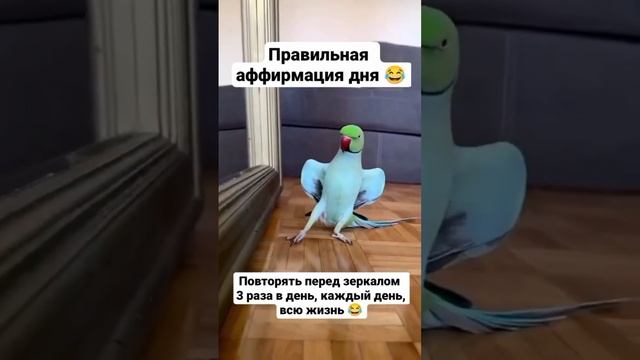 #доброеутро #аффирмации #хорошеенастроение #смешно #юмор #2024