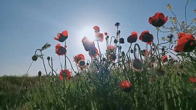 Маки #вдохновение #природамать