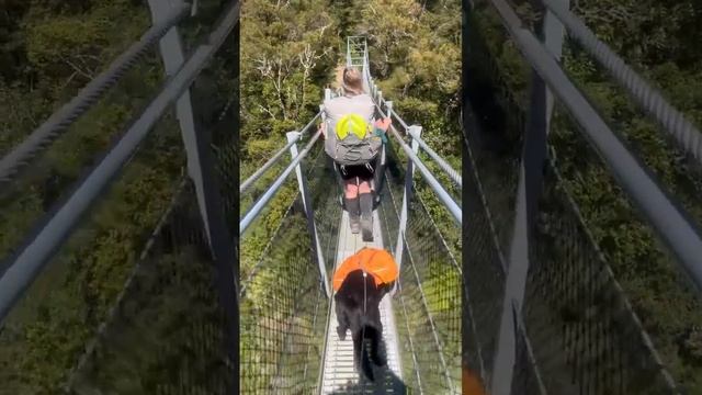 Brave dog crossing Waiohine gorge swing bridge смотреть онлайн