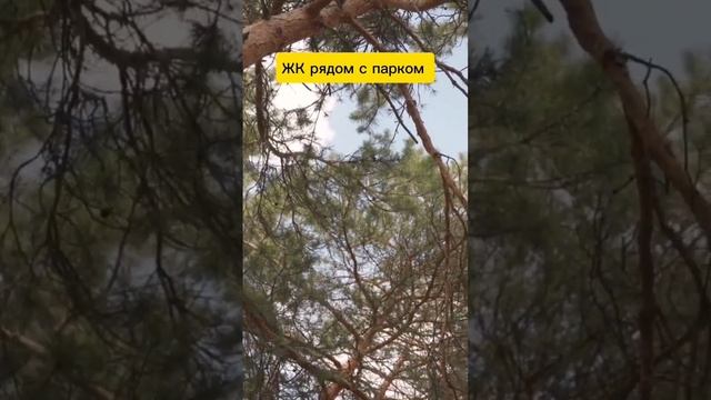 ☘️Квартиры у зеленых парков #shortsfeed #спб #квартирапитер