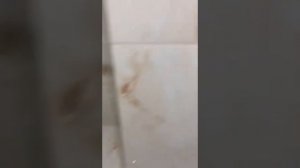 коралл эллинг юг