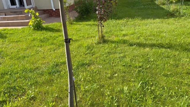 ВЛОГ СОБРАЛИ ГРИБЫ ВО ДВОРЕ \ ВЫПЕКАЕМ ХЛЕБ \ КУШАЕМ ВКУСНЫЙ АРБУЗ смотреть онлайн