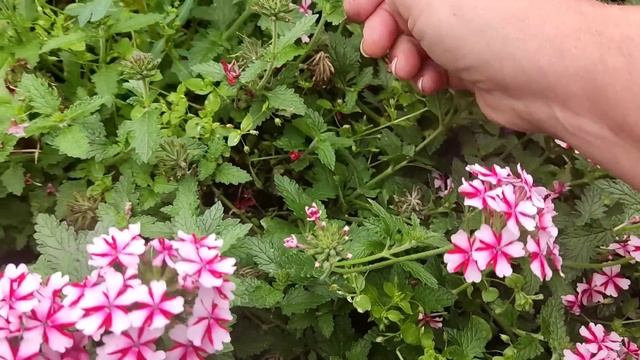 Осеннее черенкование колеусов и не только!