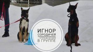 Догтренинг 723. Игнор сородичей - упражнения в группе