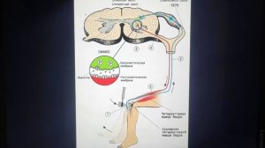 понятия нейрон и рефлекторная дуга