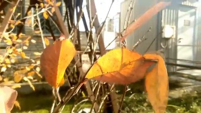 🍂✨Осеннее вдохновение 🍂✨