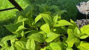 Что сделала с гортензиями из посылки. Как буду формировать черенки гортензии