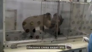Чувство справедливости у капуцинов Франс де Вааль