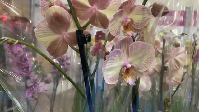 🌸Флорэвиль Москва 25.08.24