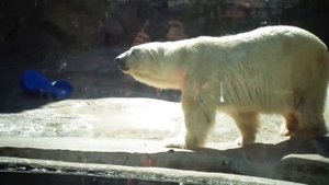Белый медведь в Московском зоопарке: Великолепие Арктики рядом с нами