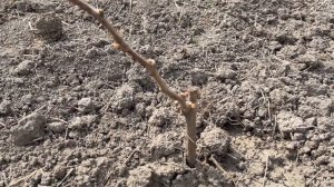 ПЛАНИРУЕМ САЖАТЬ ГАЗОН/МНОГО САЖЕНЦЕВ/ВЕСНА В ДЕРЕВНЕ #домвдеревне #дача