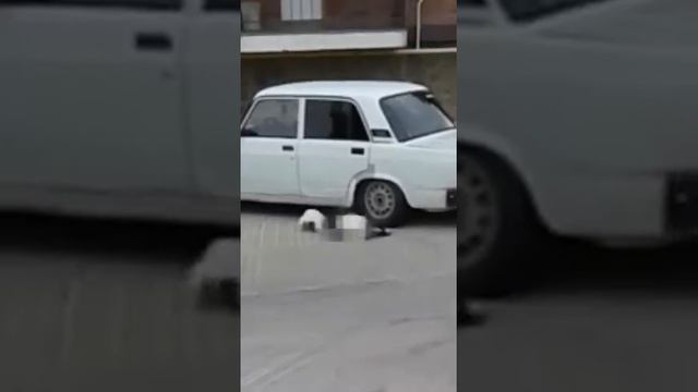 Не для слабонервных: в ЖК "Парковый" устроили самосуд над бездомными собаками смотреть онлайн