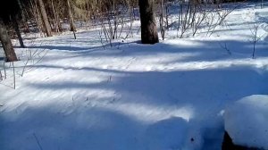 Солонец для лося!!! Плюсы и минусы наших солонцов.