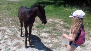 🔴Анапа❤Сукко🏜️Пионерный👍Лошадки по дороге в лагерь ЭНЕРГЕТИК🌞🌹⭐