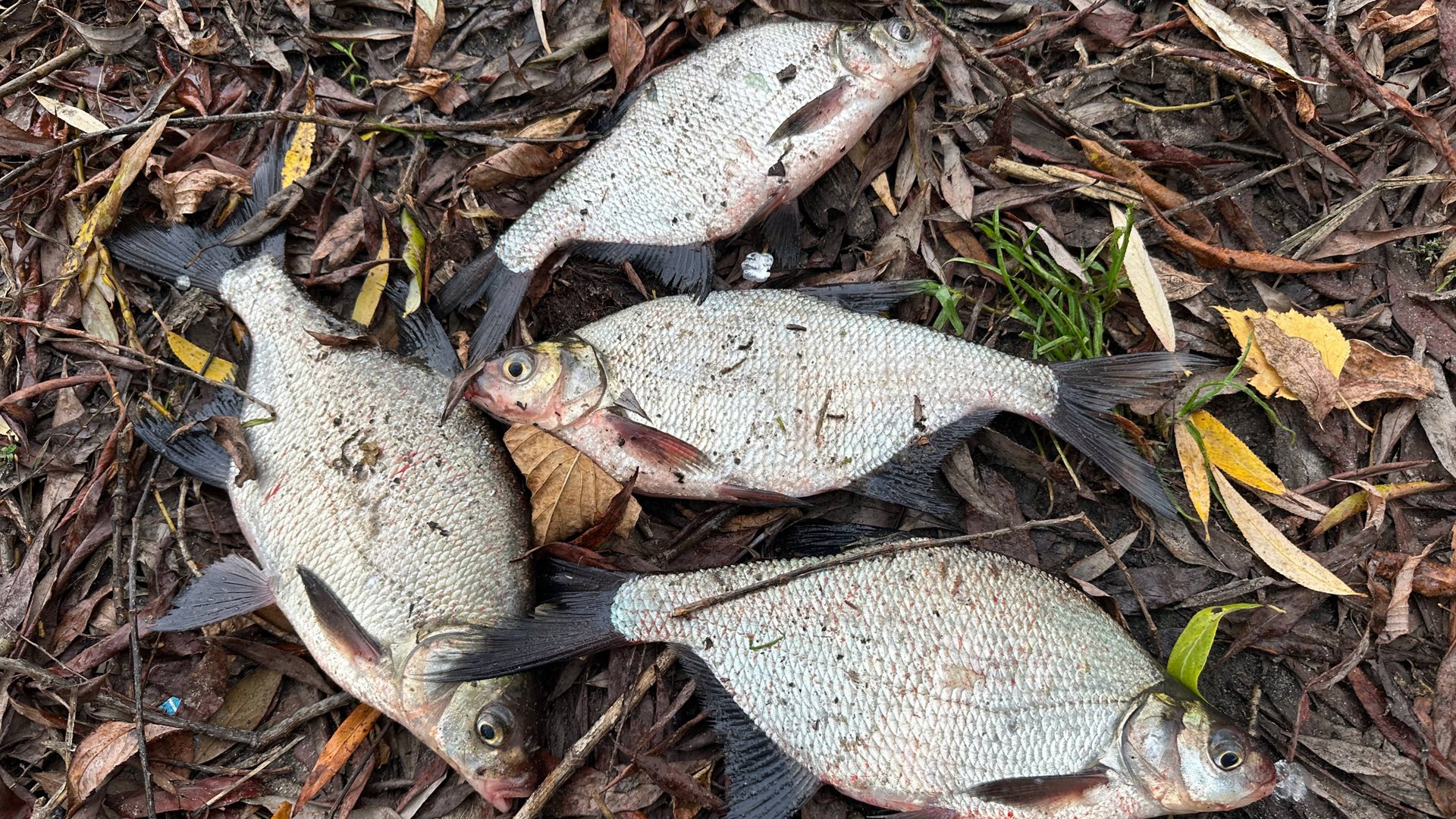 РЫБАЛКА В ОКТЯБРЕ НА МОСКВА-РЕКЕ 2024 смотреть онлайн