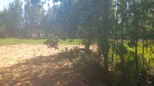 Д. Касимово, 19 соток ИЖС