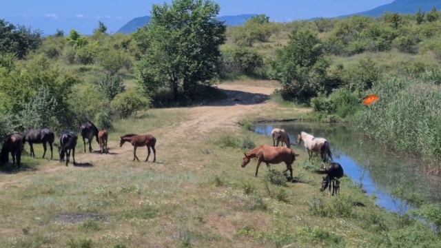Крым ❤️  колорит🐴🐄🐑 показ недвижимости #крым #lifehousecrimea #показ #недвижимость #crimea #estate