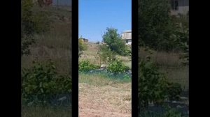 Продажа участка СТ Кипарис Коктебель