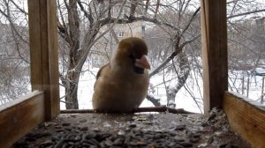 Hi! I'm is a grosbeak!