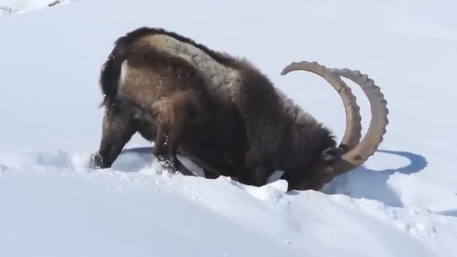 Барс Нарвался на Огромного Козерога / Случаи с Животными Снятые на Камеру смотреть онлайн